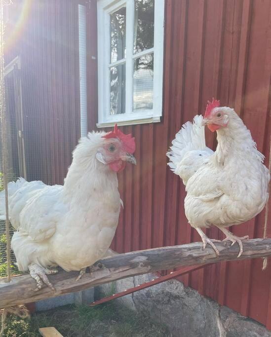 Gamla Ersgarden I Ersmark Umeå Zewnętrze zdjęcie